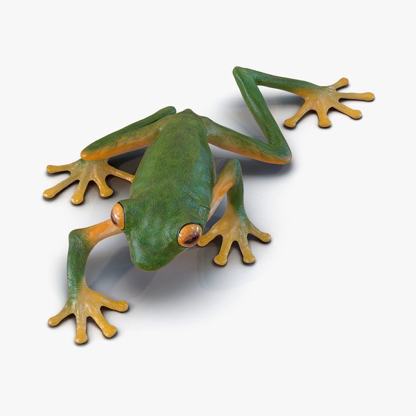 3d tree frog pose 2