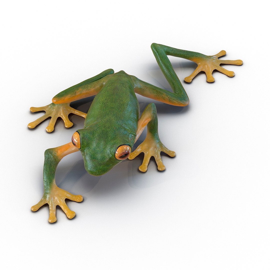 Tree Frog Pose 2 3D Model 3D model preview