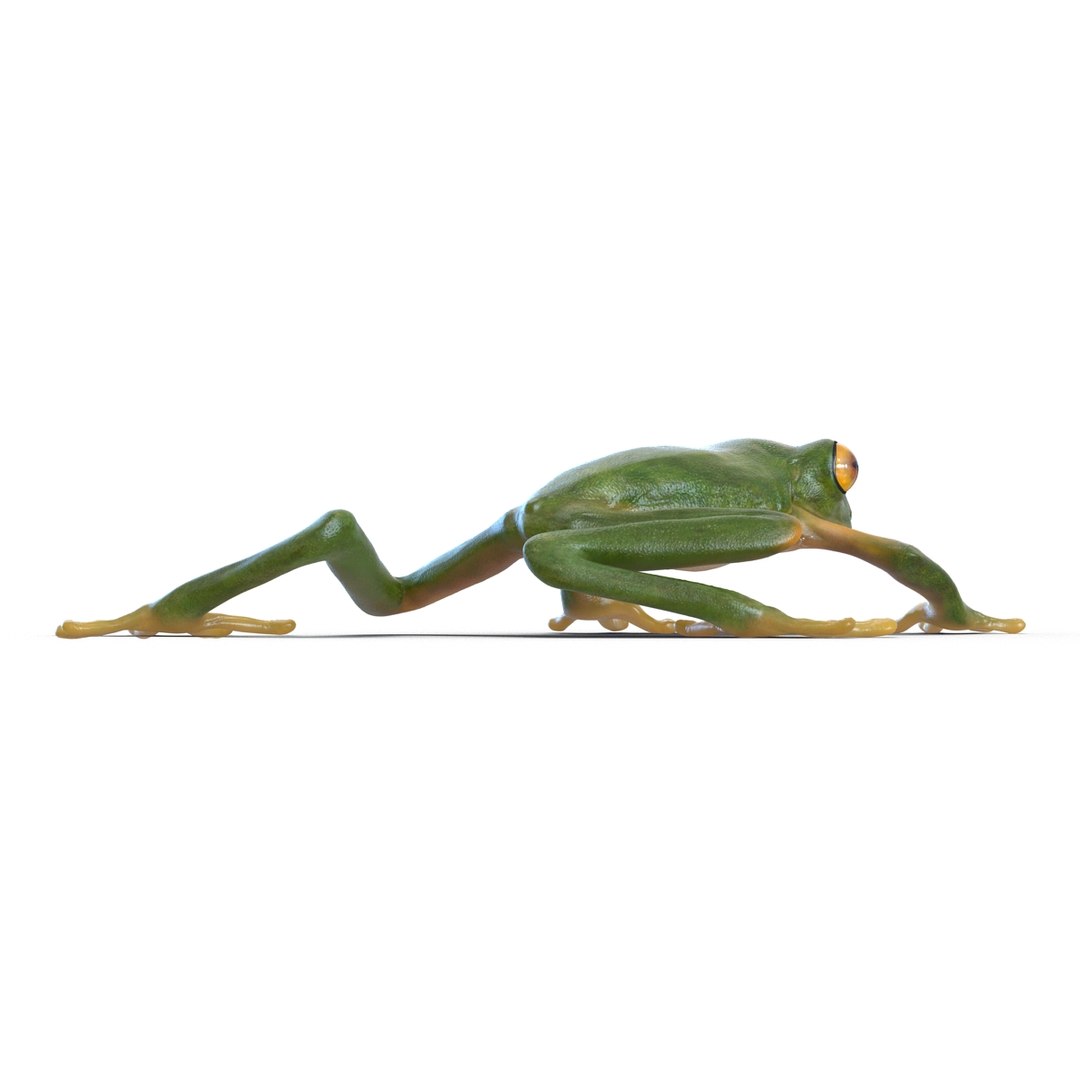 3d Tree Frog Pose 2