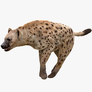 Hyena Animated Fur1 3D model