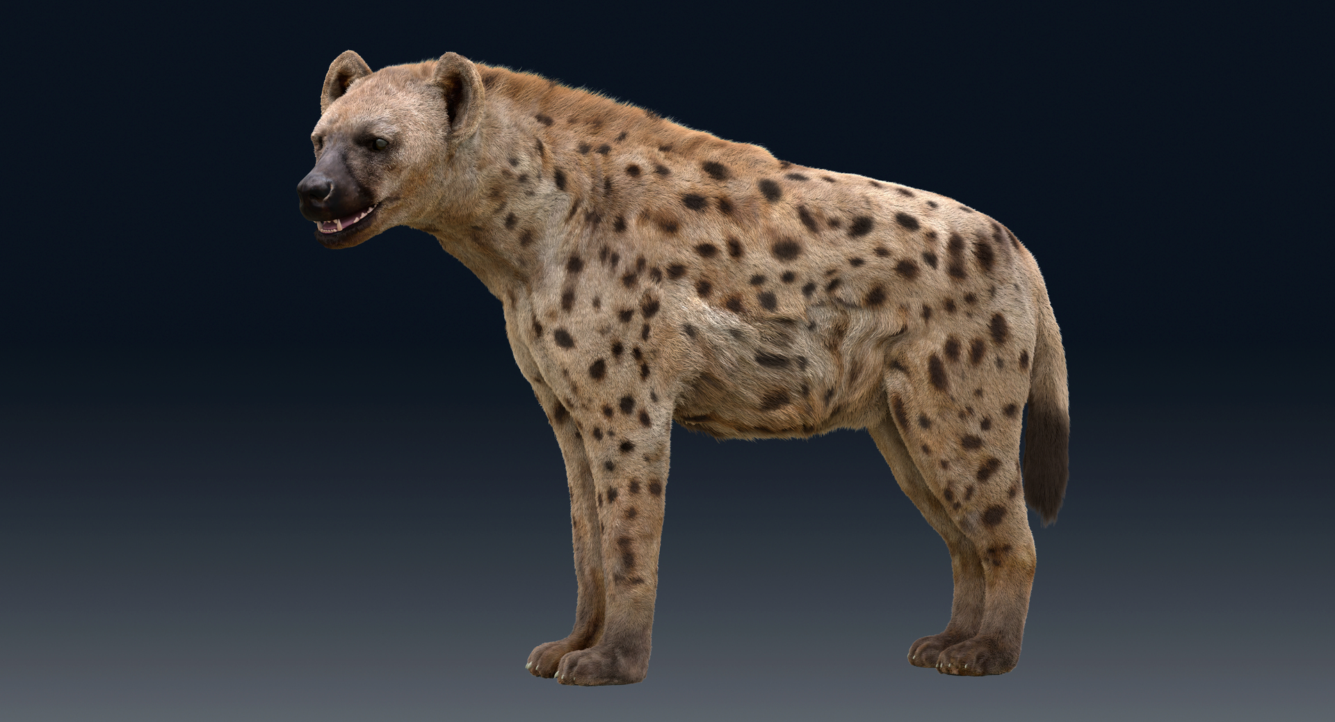 Hyena Animated Fur1 3D model - TurboSquid 1861004