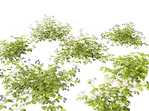 HighpolyLowpoly Rubus Caesius - European Dewberry 3D