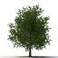 summer trees 4 3D model
