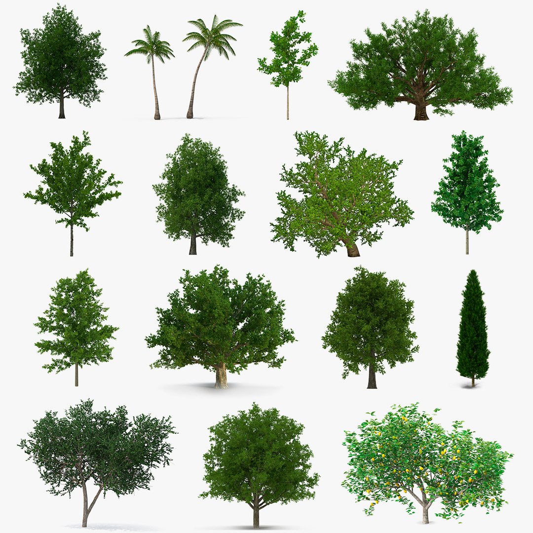 Summer Trees Collection 4 3D model preview