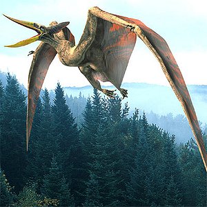 Pterosaur