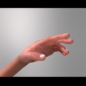 max hand musculature