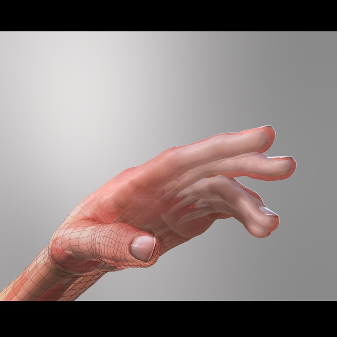 Max Hand Musculature