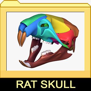 Rat skull with separated bones