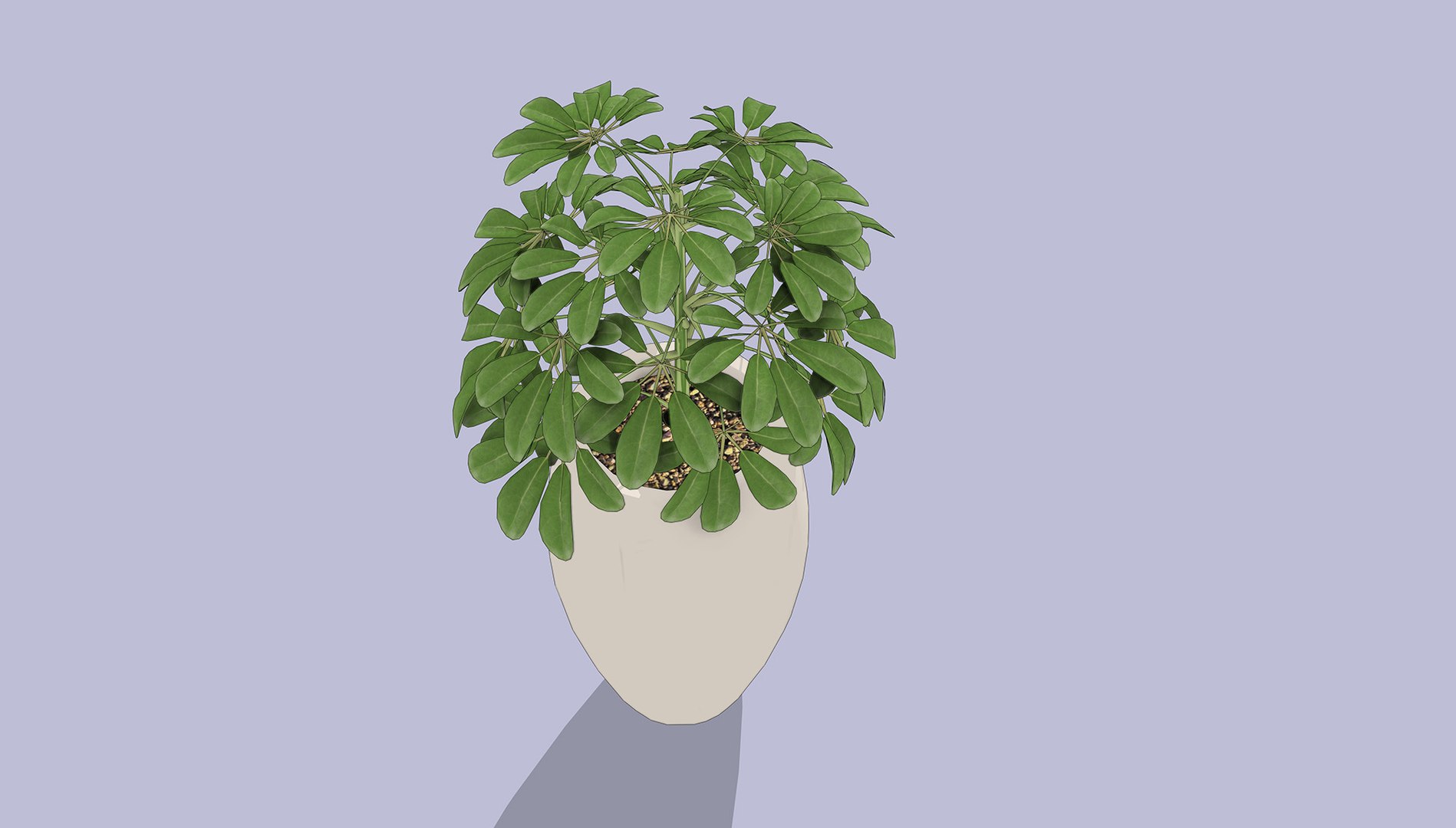 Schefflera 3D model https://p.turbosquid.com/ts-thumb/NW/U9otSC/5b/3/jpg/1765375587/1920x1080/fit_q87/376903ec05ec4cd7f30dd136880d18da3e160d6c/3.jpg