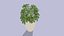 Schefflera
