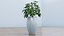 Schefflera
