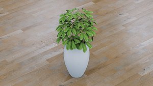 Schefflera 3D model
