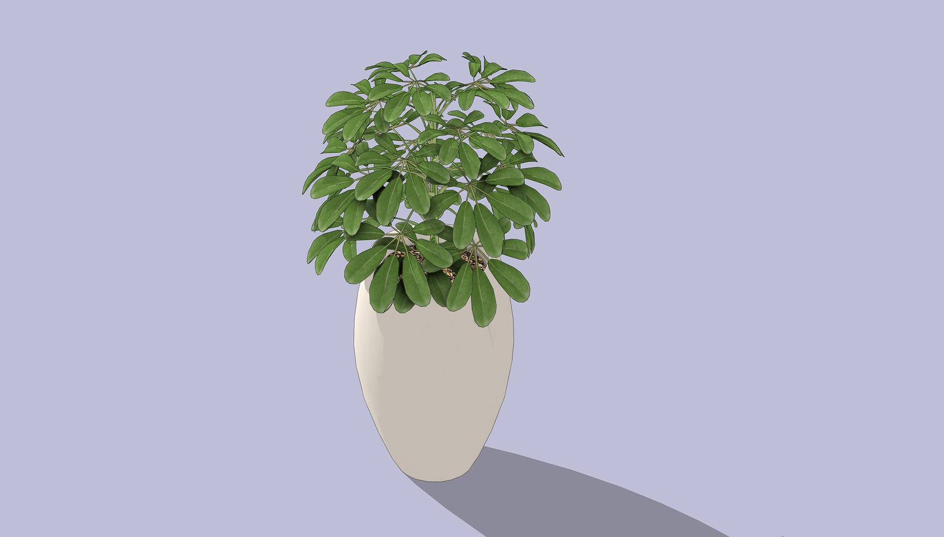 Schefflera 3D model https://p.turbosquid.com/ts-thumb/NW/U9otSC/Np/2/jpg/1765375585/1920x1080/fit_q87/2aea84cacbbdb78c5c95ca740deb99bbfd14befc/2.jpg