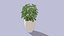 Schefflera