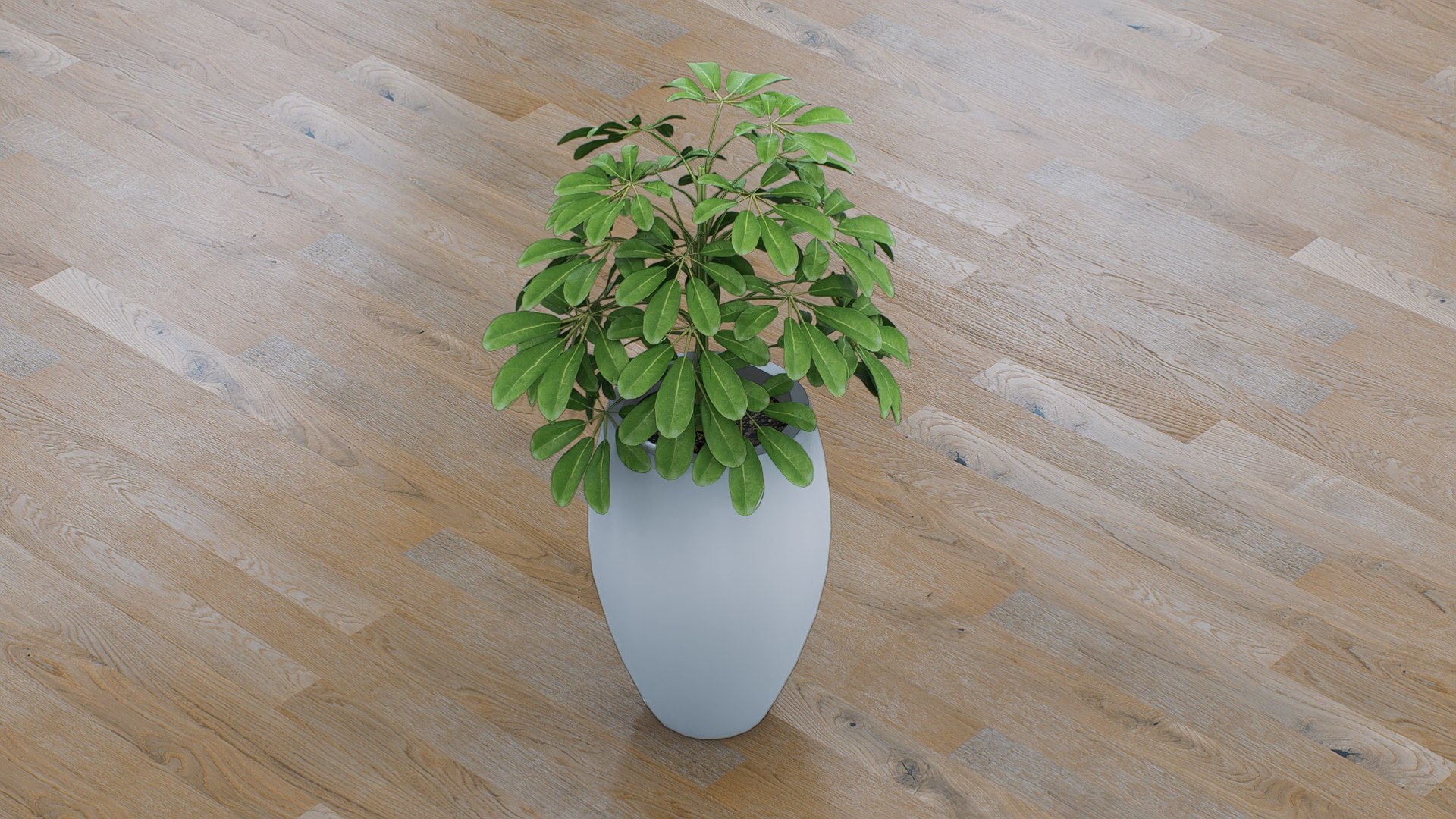 Schefflera 3D model https://p.turbosquid.com/ts-thumb/NW/U9otSC/To/6/jpg/1765375589/1920x1080/fit_q87/1ca02b7c2180f44f78146107b6172ae0a355a5a9/6.jpg