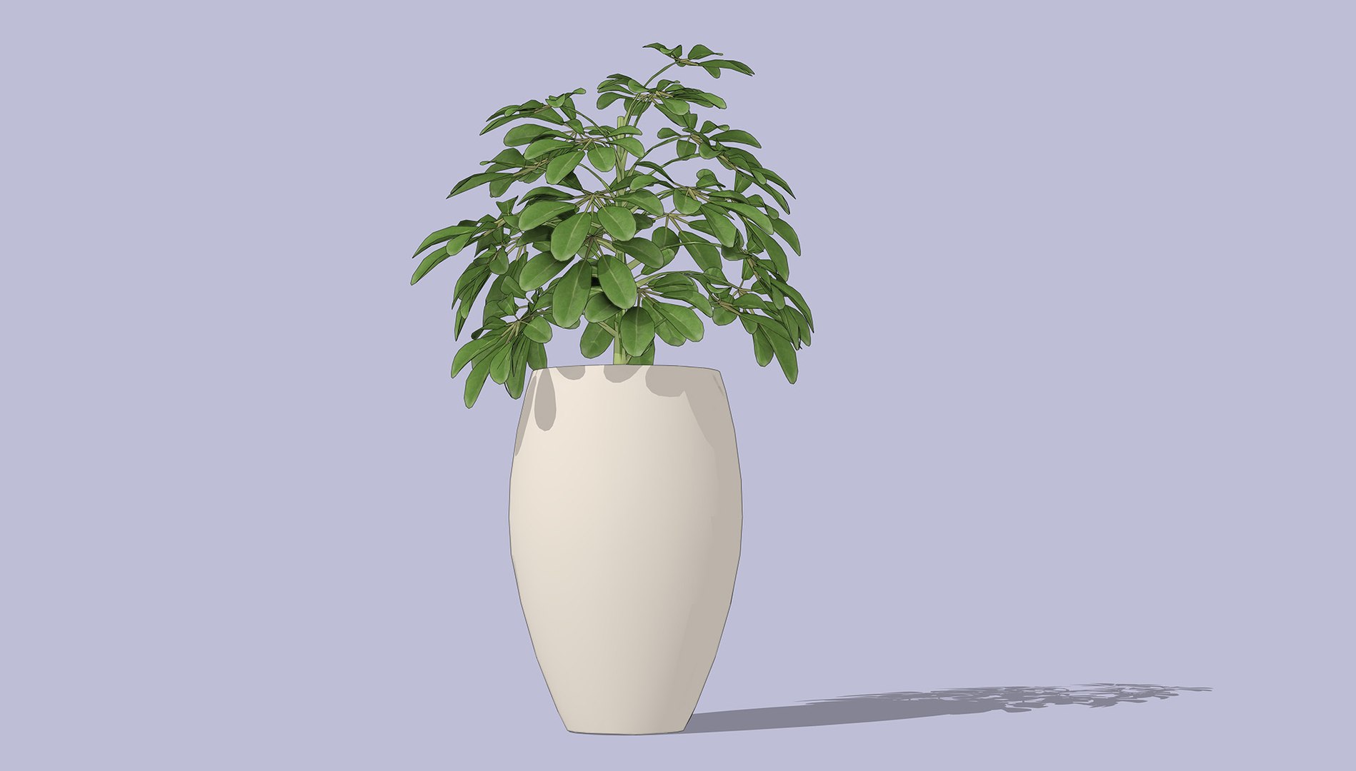 Schefflera 3D model https://p.turbosquid.com/ts-thumb/NW/U9otSC/ac/4/jpg/1765375586/1920x1080/fit_q87/5ad816ce082ff877319ce1f37a2312b747c37f52/4.jpg