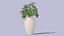 Schefflera
