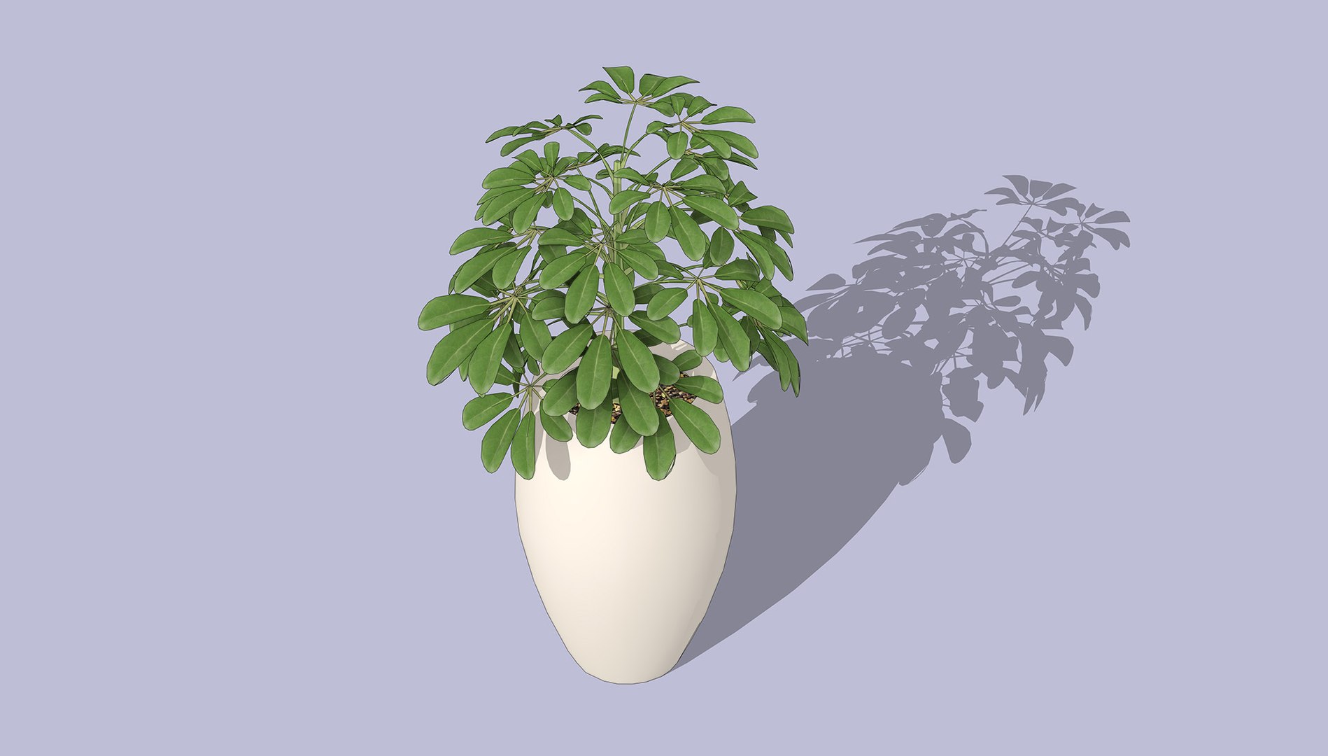 Schefflera 3D model https://p.turbosquid.com/ts-thumb/NW/U9otSC/lS/1/jpg/1765375583/1920x1080/fit_q87/d16c596c1e6640687b99746218106d482178b9d1/1.jpg