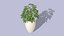Schefflera