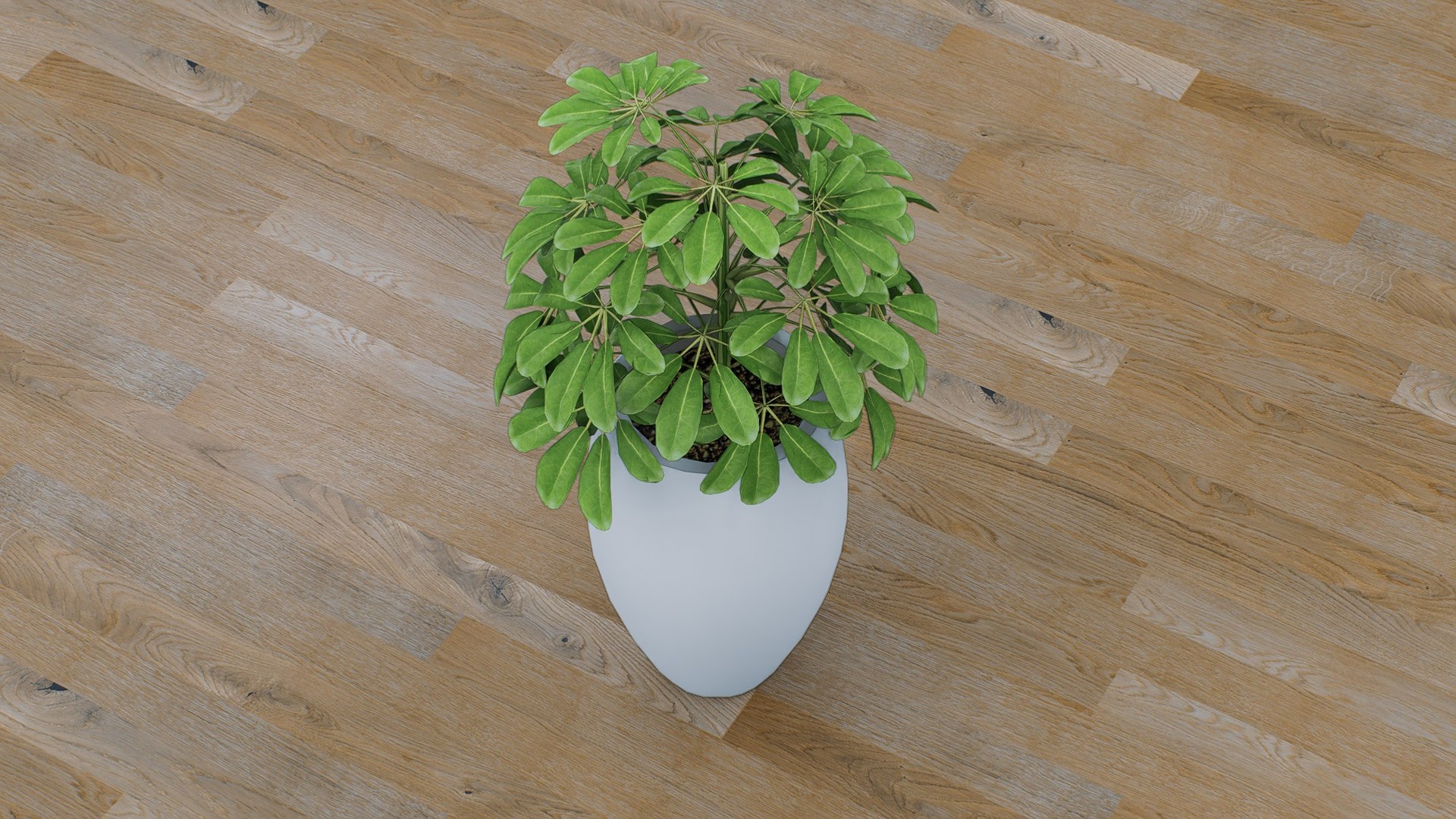 Schefflera 3D model https://p.turbosquid.com/ts-thumb/NW/U9otSC/rr/8/jpg/1765375589/1920x1080/fit_q87/0e717fd5d41666f5bfe283f0c4769b9796fb1c78/8.jpg