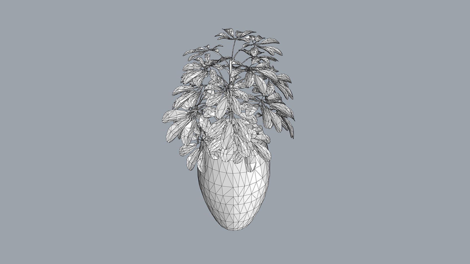 Schefflera 3D model https://p.turbosquid.com/ts-thumb/NW/U9otSC/sq/11wire/jpg/1765375591/1920x1080/fit_q87/41c84e7f257d5efe4657e5f0f09fc812a0cb22ec/11wire.jpg