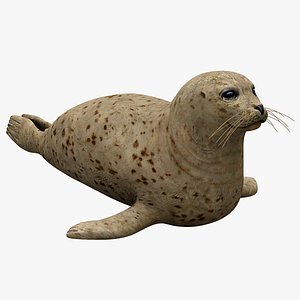 Harbor Seal