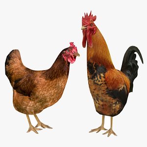 Chicken and Rooster Collection 3D model