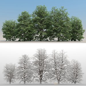 summer tilia tree leaves 3D