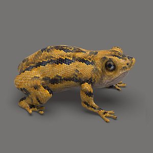 Frog 3D