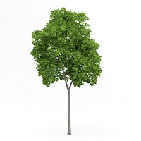 Wild Service Tree (Sorbus torminalis) 12.3m