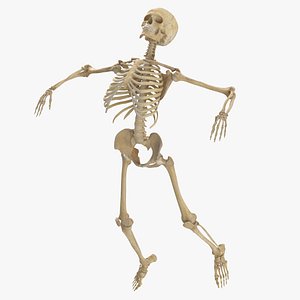 Real Human Female Skeleton Pose 68 3D model