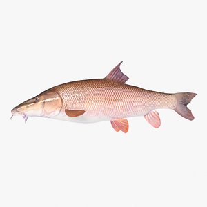 Common Barbel