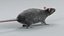 Norway Rat Rigged Xgen 3D model