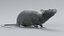 Norway Rat Rigged Xgen 3D model