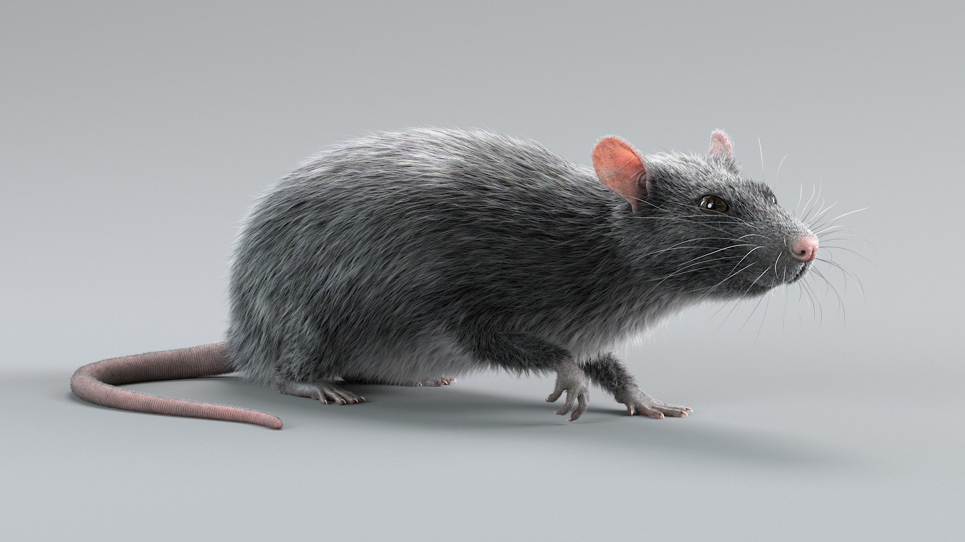 Norway Rat Rigged Xgen 3D model https://p.turbosquid.com/ts-thumb/NW/oi6JMv/16/norway_rat_rigged_02/jpg/1741348006/1920x1080/fit_q87/0e1f6e6b483edf426de5e3d89d4f80790d85054e/norway_rat_rigged_02.jpg