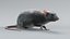 Norway Rat Rigged Xgen 3D model
