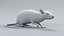 Norway Rat Rigged Xgen 3D model