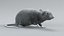 Norway Rat Rigged Xgen 3D model