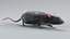 Norway Rat Rigged Xgen 3D model