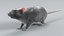 Norway Rat Rigged Xgen 3D model