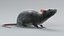 Norway Rat Rigged Xgen 3D model
