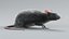 Norway Rat Rigged Xgen 3D model
