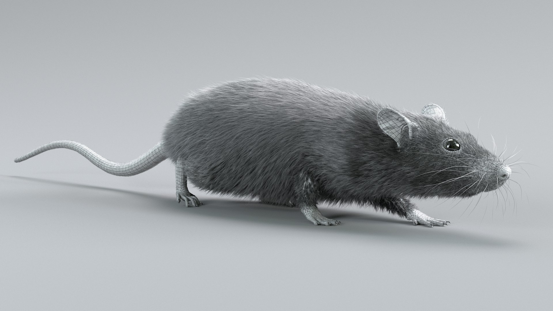 Norway Rat Rigged Xgen 3D Model - TurboSquid 2370122