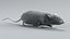 Norway Rat Rigged Xgen 3D model