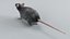 Norway Rat Rigged Xgen 3D model