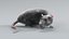 Norway Rat Rigged Xgen 3D model
