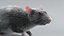 Norway Rat Rigged Xgen 3D model
