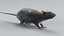 Norway Rat Rigged Xgen 3D model