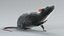 Norway Rat Rigged Xgen 3D model