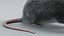 Norway Rat Rigged Xgen 3D model